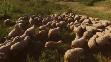 Beyaz koyun sürüsü otlakta yürüyor.