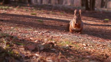 Sincap kış için fındık toplar.
