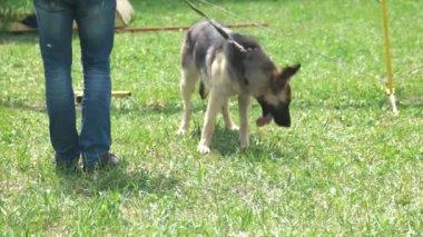 Köpek etrafı kokluyor ve hareket ediyor.