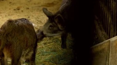 Bir çiftlikte Vietnamlı domuzcuklar Siyah küçük domuzlar