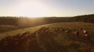 Gökyüzündeki parlak güneşten atların manzarası