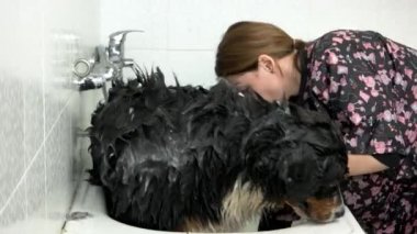 ıslak bernese dağ köpeği kadın köpeğini yıkıyor.