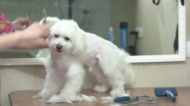 Beyaz Malta 'lı köpek elleri