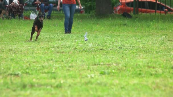 Doberman pinscher cão está correndo para um brinquedo em câmera lenta — Vídeo de Stock