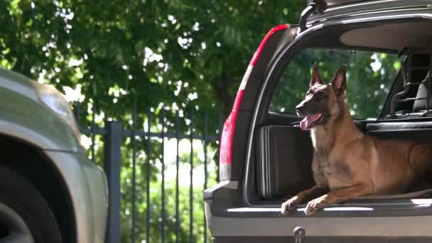 Perro en el maletero de un coche está saltando y atacar a un extraño — Vídeo de stock