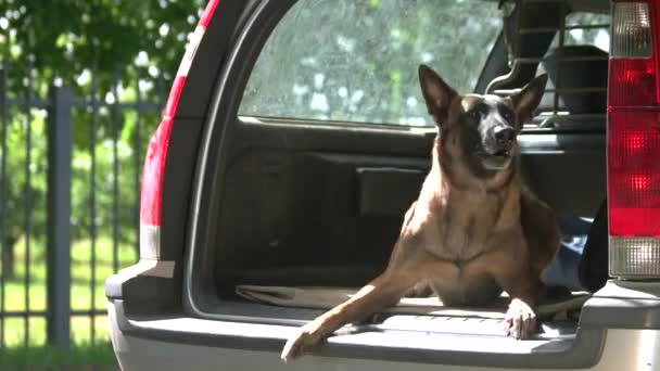 Pies szczeka wewnątrz samochód bagażnik pies jest — Wideo stockowe