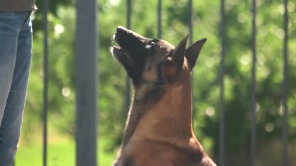 Pies szczeka pasterz malinois pies szczeka — Wideo stockowe