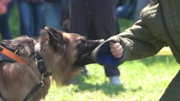 Perro es furiosamente mordiendo un pastor de manga — Vídeos de Stock