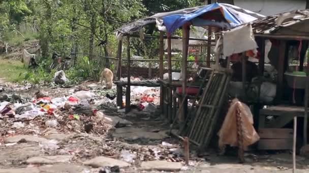 Cane in cerca di avanzi di cibo nella spazzatura — Video Stock