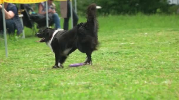 Dog is picking up a puller toy border collie dog — Stock Video