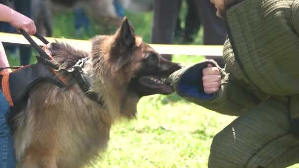 개가 느린 동작을 하는 목동을 물고 있다 — 비디오