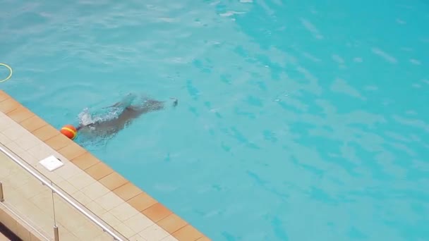 Дельфін плаває в басейні і грає в м'яч — стокове відео