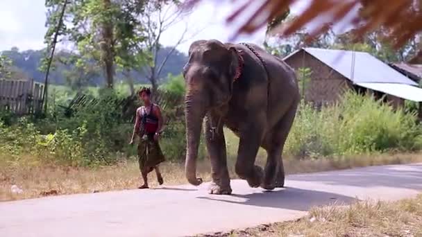 Elefante passeggiando per la strada del paese — Video Stock