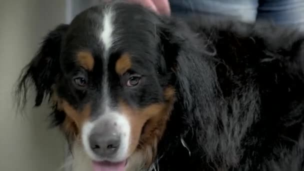 Gezicht van bernese berghond — Stockvideo