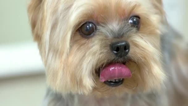 Ansikte york terrier makro rolig hund — Stockvideo