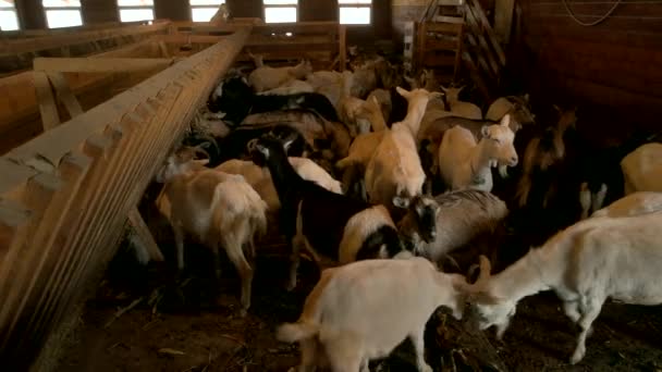 Cabras de granja dentro de un granero muchas cabras comiendo heno en el establo — Vídeo de stock