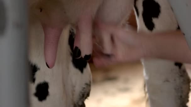 Kadın eli süt sağan inek, kadın çiftçinin elini kapatır. — Stok video