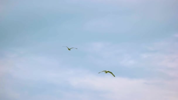 Lot mew w zwolnionym tempie ptaki i niebo podążają za wiatrem — Wideo stockowe