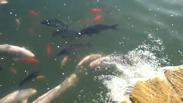 Balıklar yeni başlayanlar için suda hareketli balık tutuyorlar. — Stok video