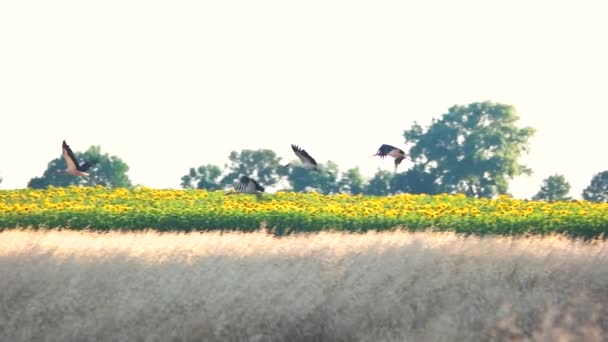 Πτήση ερωδιών πάνω από λιβάδι που πετούν πουλιά πάνω από ηλιοτρόπια — Αρχείο Βίντεο