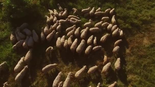 Troupeau de moutons sur le troupeau de pâturages d'animaux domestiques moutons — Video