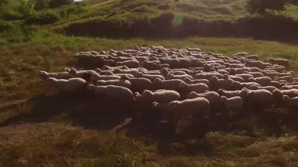Trzoda owiec i owiec spacerujących w trawie — Wideo stockowe