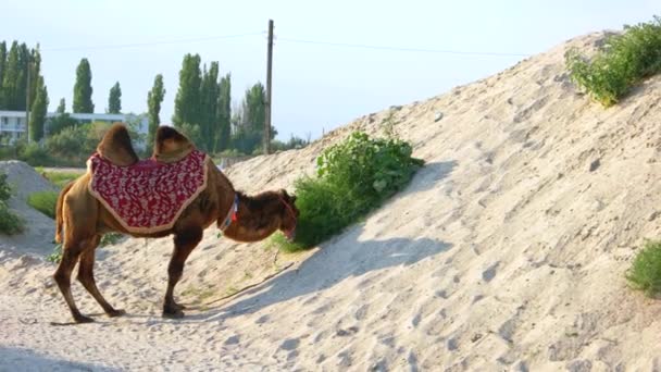 Grappige kameel kauwend gras woestijn kameel kauwende kameel doorn — Stockvideo