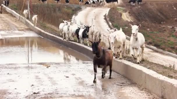 Geiten die vanuit weidekudde geiten naar de boerderij rennen — Stockvideo