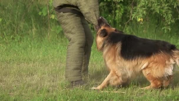Бешеная волосатая собака кусает бешеную волосатую собаку кусающую рукав замедленной съемки — стоковое видео