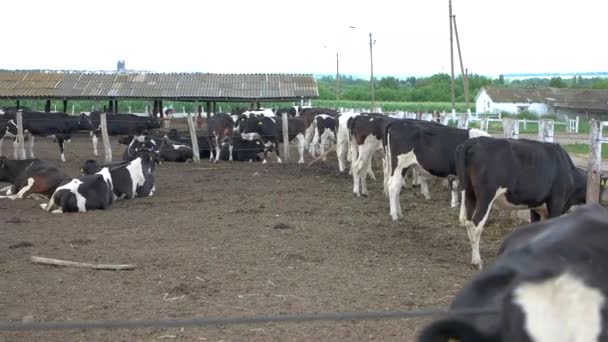 Ομάδα αγελάδων βοοειδή καλύτερα ζώα θα πωλούνται αγρόκτημα — Αρχείο Βίντεο