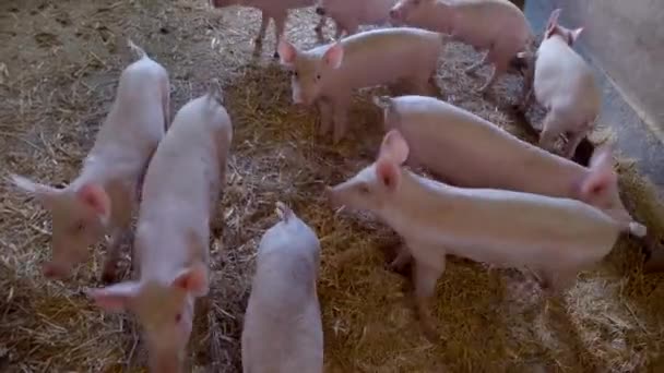 Group of piglets pigs walk on straw — Stock Video