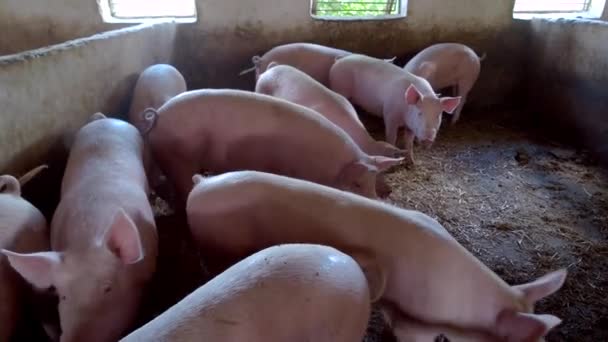 Group of pink pigs animals stand on straw — Stock Video