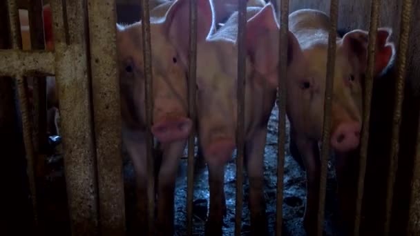 Groep varkens zwijnen in een kooi — Stockvideo