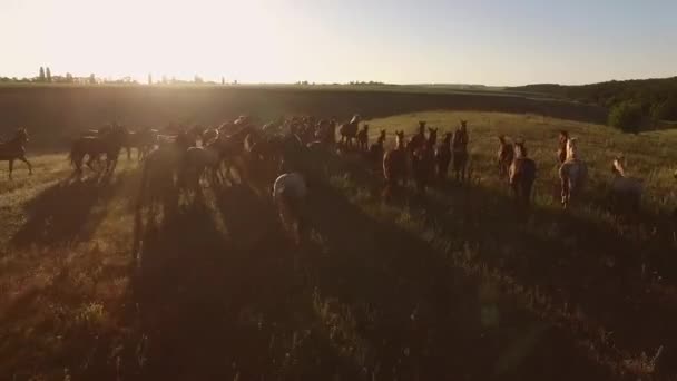 Grupp av springande hästar ryttare och solig himmel — Stockvideo