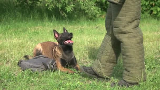 Сторожевая собака нападает на нарушителя — стоковое видео