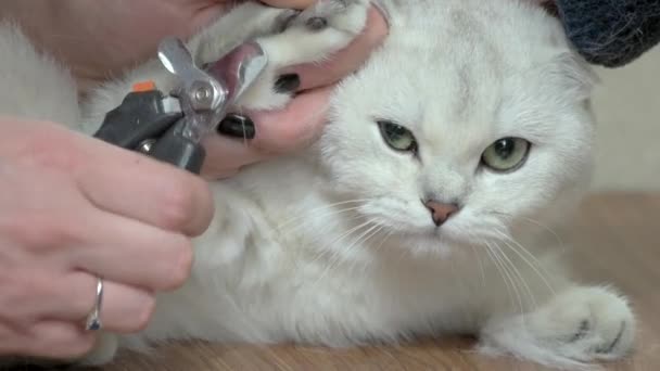 Manos con gato uñas clippers lindo gato siendo arreglado — Vídeos de Stock