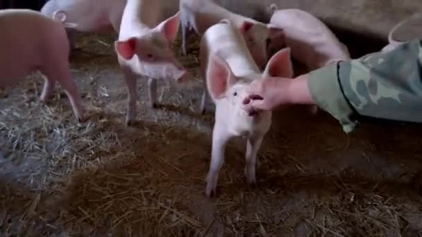 Χέρι αγγίζει γουρούνια μύτη ομάδα από λευκά γουρουνάκια — Αρχείο Βίντεο