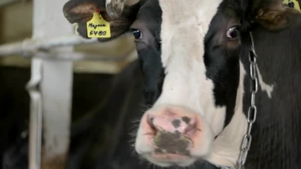 Head of cow animal with tags on ears cattle at the farm — Stock Video