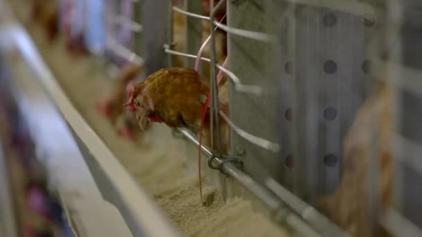 Gallina in una gabbia uccello sta mangiando mangimi creare buone condizioni per pollame allevamento di polli — Video Stock