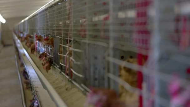 鶏は鶏を飼育する檻の中で家畜の飼料を求めています — ストック動画