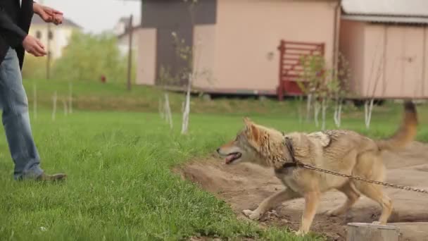 Mão lobo proprietário alimenta — Vídeo de Stock