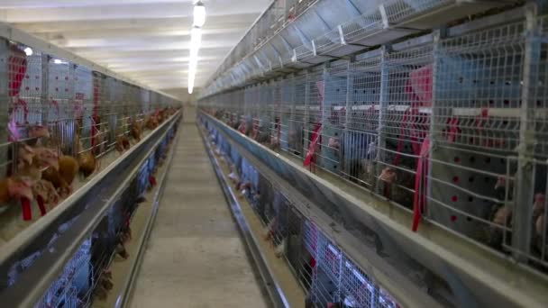 Kippen in kooien als huisdier gehouden pluimvee eet voeder — Stockvideo