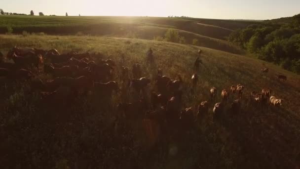 Herd and men on horses bright sun and clear sky summer in the countryside — Stock Video