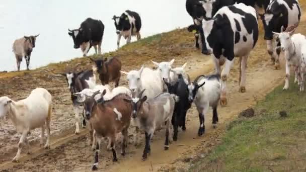 Manada de vacas e cabras em estrada — Vídeo de Stock