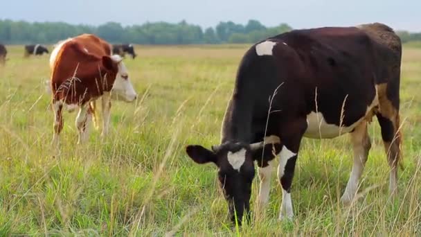 Αγέλη αγελάδων που βόσκουν στο λιβάδι — Αρχείο Βίντεο