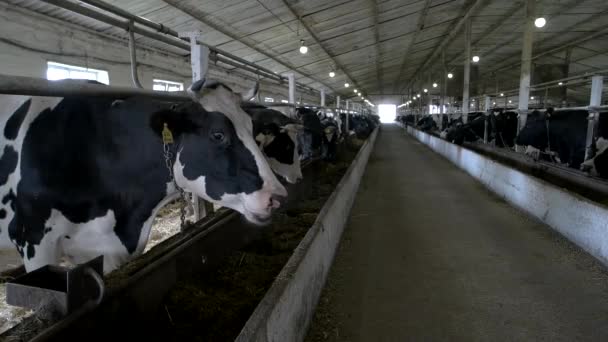 Manada de vacas en establos animales están de pie y masticando — Vídeo de stock