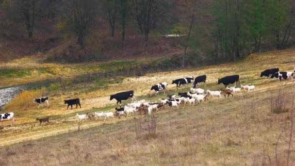 Stado krów spacerujących po pastwiskach, krowy spacerujące po łące — Wideo stockowe