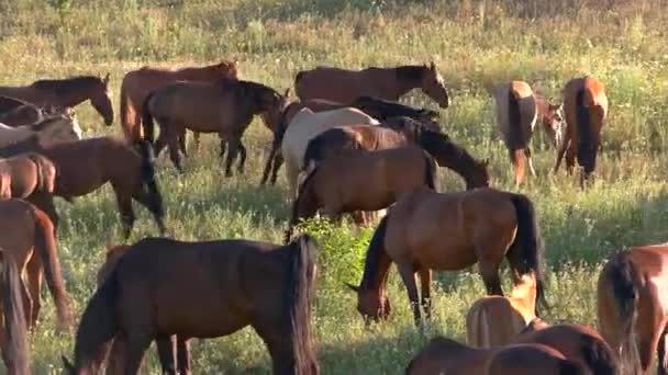 Rebanho de cavalos em animais de prado comer a vida de grama no quente selvagem — Vídeo de Stock