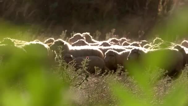 Rebaño de ovejas está moviendo animales bajo la luz del sol — Vídeo de stock