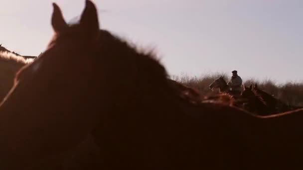 Manada de caballos corriendo en una puesta de sol dorada — Vídeos de Stock